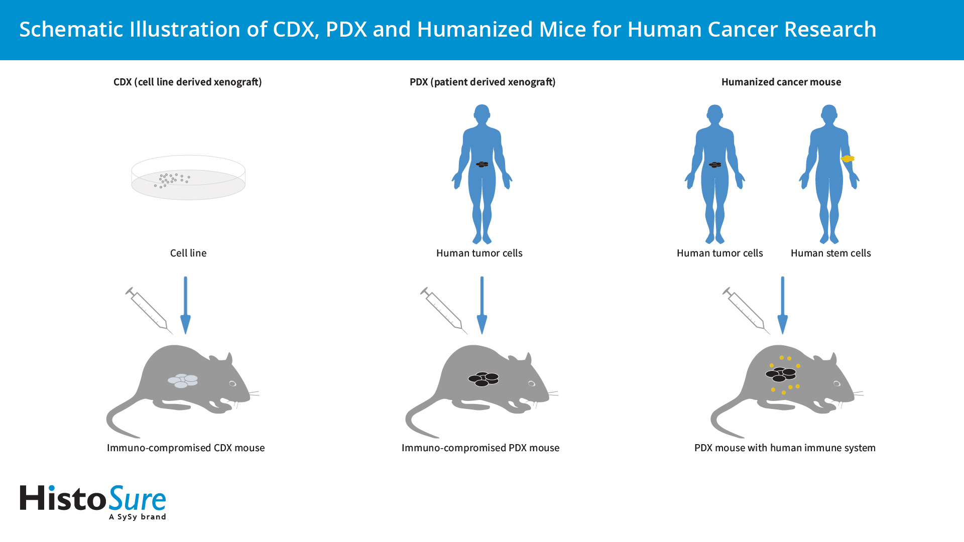 application-of-species-specific-antibodies-in-humanized-mouse-models